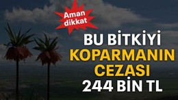 Bu bitkiyi koparmanın cezası 244 bin TL